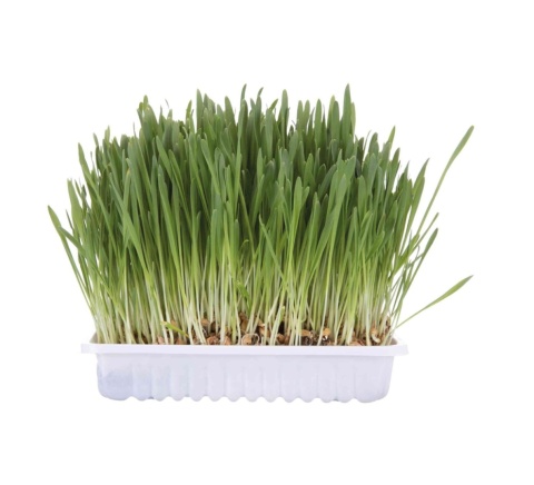 Trawa w pojemniku do zasiania